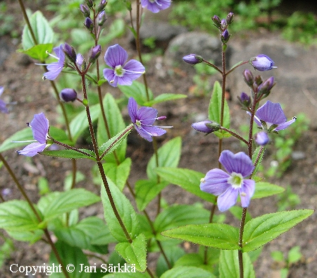 Veronica ponae, kataloniantädyke